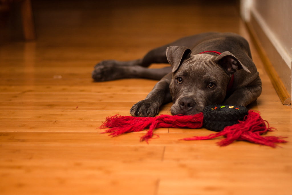 PetFriendly Flooring Berber Carpets Carpet Store Oakville